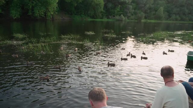 Men sit and talk on a wooden pier by the lake with ducks. Back view.