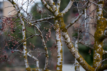 Melia fruit during the rain. Melia azedarach or chinaberry tree.