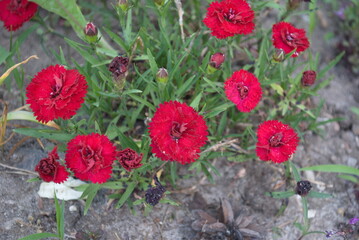 red flowers