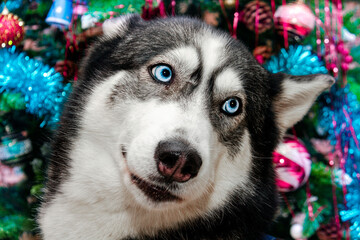 Portrait of a dog of breed Husky close-up on the background of the Christmas tree.
