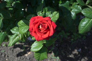 red rose in garden