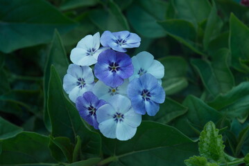 blue flower