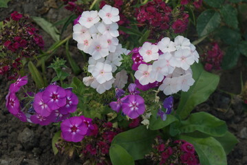 pink and white flowers