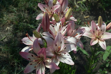 pink magnolia flower