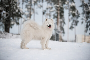 Obraz premium Samoyed white dog is on snow background outside