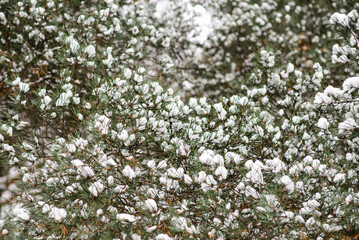 Pine branches covered with frost. Winter background with snow fir branches