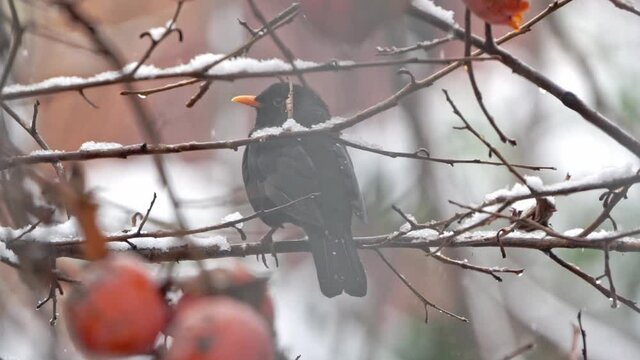Blackbird Perched On Persimmon Tree On Snowy Day. Slow Motion, Locked Off  