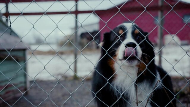 Cute curious fluffy cold dog doge wants to say help greet stranger behind fence high stopping him from approaching wander back and forth in snowy winter land Nordic ice farm Sheppard sheep pet garden