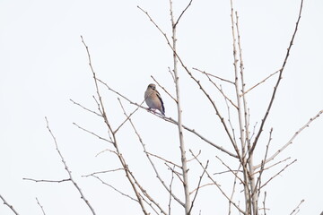 hawfinch on the branch