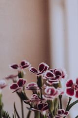 Naklejka na ściany i meble carnation flower in the garden