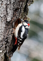 great spotted woodpecker (Dendrocopos major)
