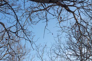 branches against blue sky