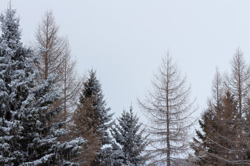 winter forest in the snow