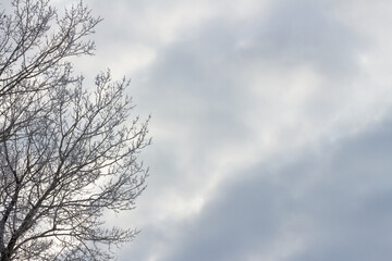 Snow and frost covered tree branches against stormy sky