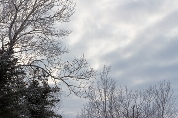 Snow and frost covered tree branches against stormy sky