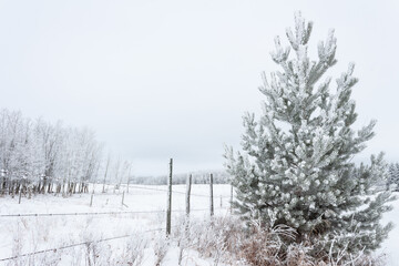 snow and frost covered fence posts and pine tree