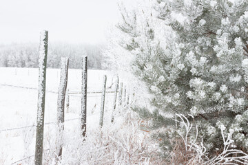 snow and frost covered fence posts and pine tree