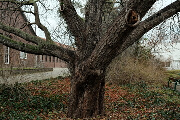 Alter Baum im Herbst
