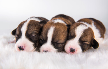 Fototapeta na wymiar Pembroke Welsh Corgi pembroke puppies on white