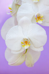 Fototapeta na wymiar Close-up of a white orchid flower with drops of water on the petals and a purple background