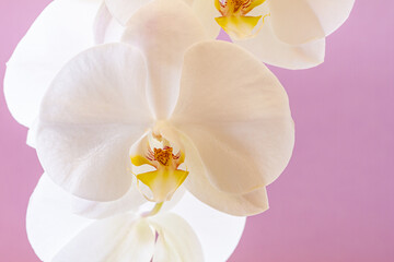Fototapeta na wymiar Close-up of white orchid flower on a flat horizontal background