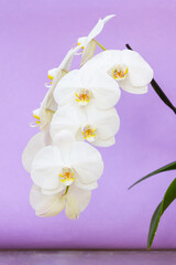 Branch of white orchid flowers with drops on the petals on a purple background