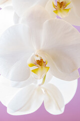 Naklejka na ściany i meble Foreground of white orchid flower on vertical smooth background