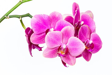 Orchid branch with fuchsia flowers on a white background