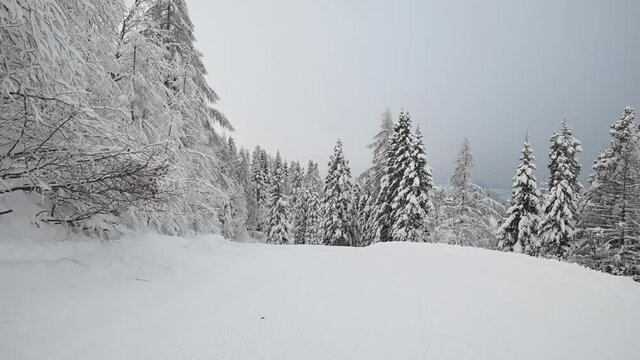 Prepared ski slope with a snow lines in Alps mountain. Snowy landscape after heavy snowstorm. Spruce trees covered with snow. Wide angle, right pan
