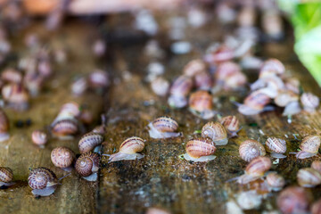 Snail farm. Industrial cultivation of edible mollusks of the species Helix aspersa muller or Cornu...