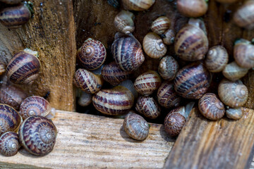 Snail farm. Industrial cultivation of edible mollusks of the species Helix aspersa muller or Cornu aspersum. Snails hide under protective shields during the day.