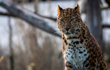 portrait of a leopard