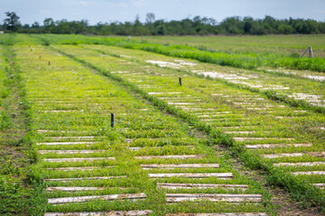 Snail farm. Industrial cultivation of edible mollusks of the species Helix aspersa muller or Cornu aspersum.