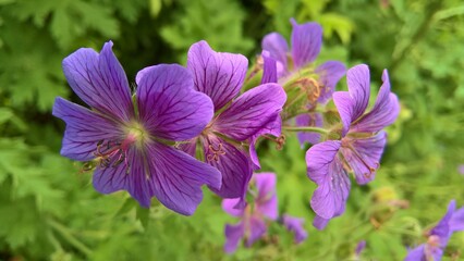 purple flowers on a background of green plants © Paulina
