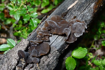 Jews ear (wood ear, Auricularia auricula, Hirneola polytricha, jelly ear, pepeao, Judas's Ear), growing on a tree. Used in folk medicine for complaints including sore throats, sore eyes and jaundice.