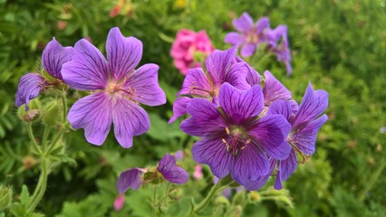 purple flowers on a background of green plants © Paulina