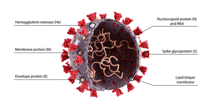  COVID-19  Virus Structure Diagram. Corona Virus SARS-CoV-2, 2019 nCoV virus scheme with text description.