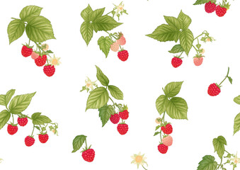 Raspberry. Ripe berries on branch. Seamless pattern, background. Graphic drawing, engraving style. Vector illustration
