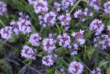 Flowers of thyme in natural environment. The thyme is commonly used in cookery and in herbal medicine.