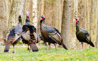 four turkeys on lawn with trees in back