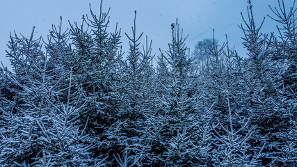 Tannen im Schnee