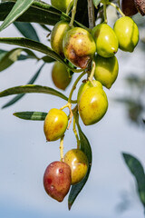 Olive tree with very good productivity of green olives, Crete, Greece.