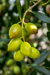 Olive tree with very good productivity of green olives, Crete, Greece.
