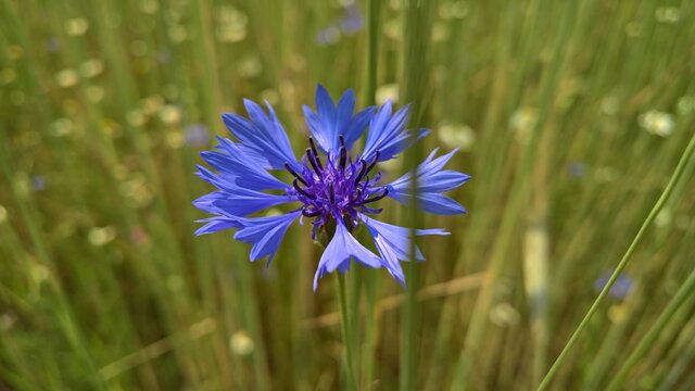 blue cornflower among green grass