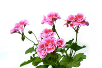 Fototapeta na wymiar Pink Geranium Pelargonium Flowers isolated on white background.
