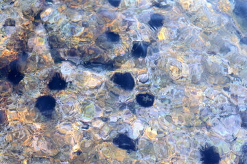 sea urchins live on the rock under the sea near the sea water surface