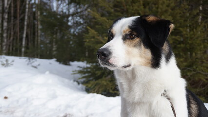A dog posing for the camera
