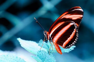 Macro shots, Beautiful nature scene. Closeup beautiful butterfly sitting on the flower in a summer garden.