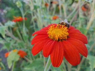 Mexican Sunflower with bee