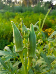 Okra